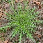 Cirsium horridulum leaf picture by Teresa Teresa (cc-by-sa)