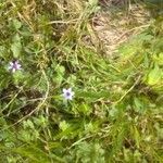 Sisyrinchium rosulatum habit picture by bas yves (cc-by-sa)