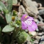 Galeopsis pyrenaica flower picture by Imma Llarden (cc-by-sa)