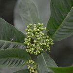 Psychotria nervosa flower picture by Nelson Zamora Villalobos (cc-by-nc)