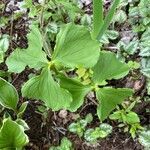 Trillium cernuum leaf picture by Raymond Gagnon (cc-by-sa)