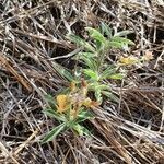 Crotalaria uguenensis habit picture by susan brown (cc-by-sa)