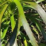 Eryngium agavifolium leaf picture by Flor Alex (cc-by-sa)