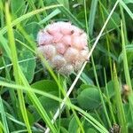 Trifolium fragiferum fruit picture by Johan Montenij (cc-by-sa)