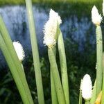 Eleocharis elegans leaf picture by Nelson Zamora Villalobos (cc-by-nc)