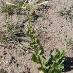 Nicotiana paa habit picture by Trap Hers (cc-by-sa)