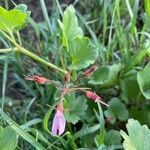 Pelargonium glechomoides fruit picture by bimbi bimbi (cc-by-sa)