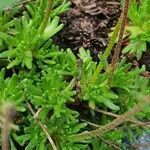 Saxifraga exarata leaf picture by Laurent (cc-by-sa)