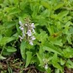 Stachys floridana flower picture by Alex Arriaza (cc-by-sa)