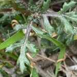 Senecio leucanthemifolius leaf picture by Francois Mansour (cc-by-sa)