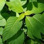 Collinsonia canadensis leaf picture by Donald Huffman (cc-by-sa)