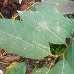 Annona cherimola leaf picture by Brandao Sophia (cc-by-sa)