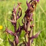 Anacamptis coriophora fruit picture by Bergwacht Obsteig (cc-by-sa)