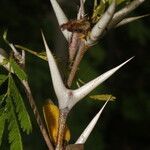 Vachellia cornigera fruit picture by Nelson Zamora Villalobos (cc-by-nc)