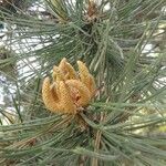 Pinus nigra flower picture by Thraska Wey (cc-by-sa)