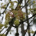 Acer macrophyllum flower picture by Maarten Vanhove (cc-by-sa)