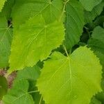 Tilia cordata leaf picture by bountity (cc-by-sa)