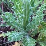 Tyrimnus leucographus habit picture by Pierre Bonnet (cc-by-sa)