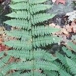 Dryopteris intermedia leaf picture by Alex Lavoie (cc-by-sa)