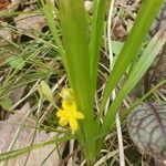 Hypoxis hirsuta leaf picture by frogs (cc-by-sa)