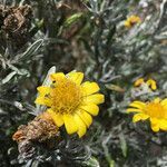 Senecio mairetianus flower picture by Fabien Anthelme (cc-by-sa)