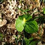 Trillium luteum flower picture by Philip Enteles (cc-by-sa)