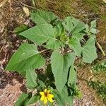 Helianthus petiolaris leaf picture by Michael Finch (cc-by-sa)