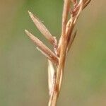 Festuca filiformis fruit picture by Yoan MARTIN (cc-by-sa)