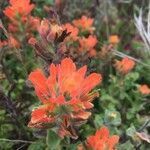 Castilleja affinis flower picture by michele trinidad (cc-by-sa)