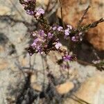 Striga gesnerioides flower picture by Jerome Sudre (cc-by-sa)