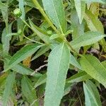 Helianthus x laetiflorus leaf picture by alecto (cc-by-sa)