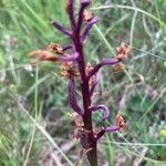 Orchis mascula fruit picture by Marijk Hoed (cc-by-sa)