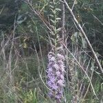 Liatris aspera flower picture by Eli Small (cc-by-sa)