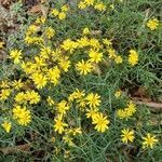 Senecio inaequidens flower picture by Quirine van Haaren (cc-by-sa)