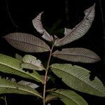 Ardisia nigropunctata leaf picture by Nelson Zamora Villalobos (cc-by-nc)