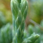 Lycopodium alpinum fruit picture by Yoan MARTIN (cc-by-sa)