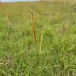 Setaria sphacelata flower picture by Leigh Winowiecki (cc-by-sa)