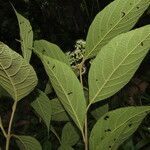 Callicarpa acuminata leaf picture by SINAC Pérez Greivin (cc-by-sa)