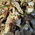 Claytonia caroliniana habit picture by leaneh (cc-by-sa)