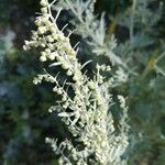 Artemisia absinthium flower picture by Idris Lechaptois (cc-by-sa)