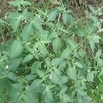 Solanum chenopodioides habit picture by emmanuel bourges (cc-by-sa)