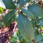 Kalmia latifolia leaf picture by Avery John (cc-by-sa)