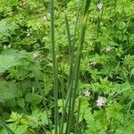 Allium vineale leaf picture by nico197 (cc-by-sa)