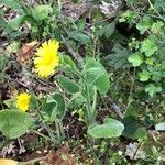 Doronicum grandiflorum flower picture by Michel Cramois (cc-by-sa)