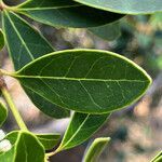 Osmanthus austrocaledonicus leaf picture by nicoplant (cc-by-sa)