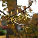 Hamamelis virginiana flower picture by K O (cc-by-sa)