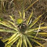 Ananas comosus habit picture by Fabien Anthelme (cc-by-sa)