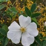 Rosa agrestis flower picture by Cindy Ledoux (cc-by-sa)