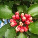 Pittosporum coccineum flower picture by Coordination Endemia (cc-by-sa)