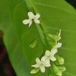 Citharexylum caudatum flower picture by Daniel Barthelemy (cc-by-sa)